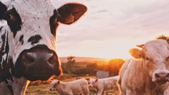 A big concern for the livestock value chain as FMD outbreaks persist