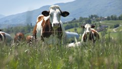 Lessons from Namibia on curbing the spread of foot and mouth disease