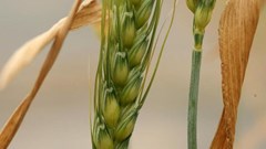 Scientists look to solve ozone threat to Africa's food security