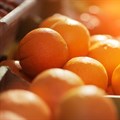 SA halts orange exports to EU to mitigate CBS risk