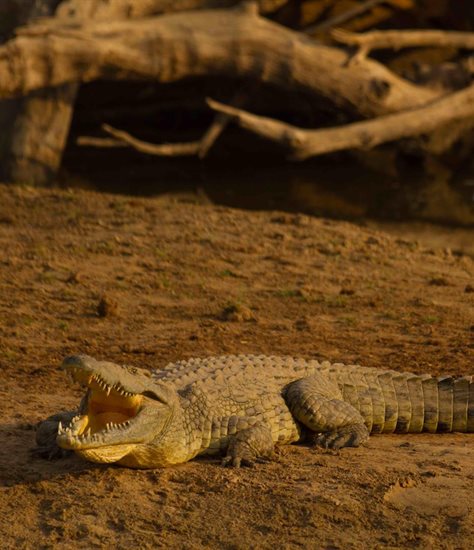 Secrets of the Crocodile