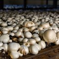 Small-scale farmers encouraged to venture into mushroom industry