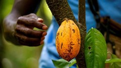 EU chocolate industry offers to share cocoa farm data with Ivory Coast, Ghana