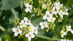 Source © Super Zero  Abyssinian oil, the active ingredient throughout the MyAbby range, is sourced from the Crambe Abyssinica plant, native to the African highlands