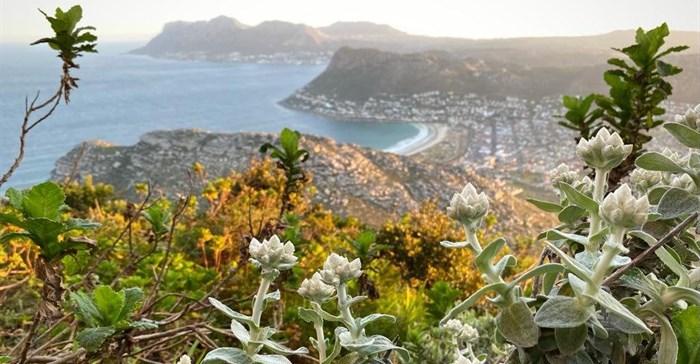 Image by Caitlin von Witt: The FynbosLife Fair is taking place in October