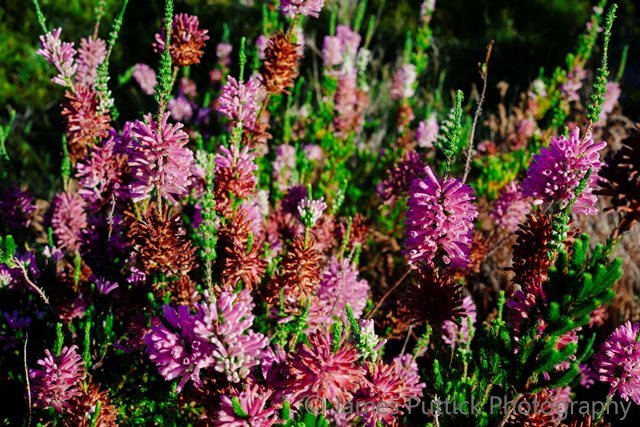 Image by James Puttick: The lost and found Erica verticillata