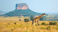 Makuleke CPA success: Why conservation and restituted land development are not mutually exclusive