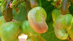 Prosper Cashew hosts event to address challenges in Nigeria's cashew processing industry