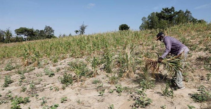Kenya lifts ban on genetically modified crops in response to drought