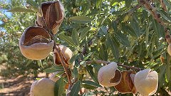New SA-grown almond brand to stimulate growth of local industry