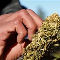 Morocco issues first permits for cannabis production