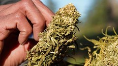 Morocco issues first permits for cannabis production