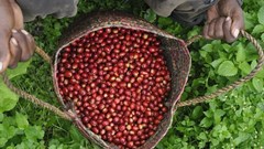 What will your cup of coffee look like in 2030?