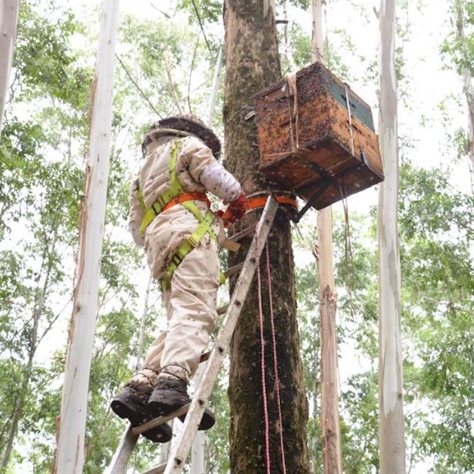 By placing hives in our plantations, we’re helping to bolster honeybee populations that provide vital pollination services to the region
