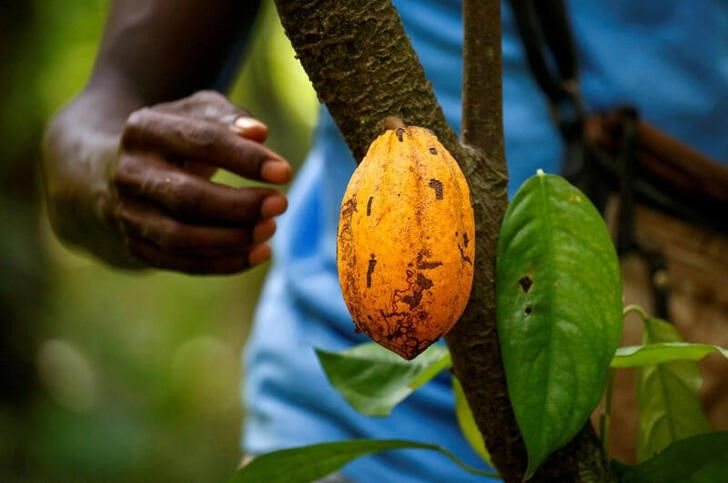 A farmer prepares to collect a cocoa pod at a cocoa farm in Alepe, Ivory Coast December 7, 2020. REUTERS/Luc Gnago//File Photo