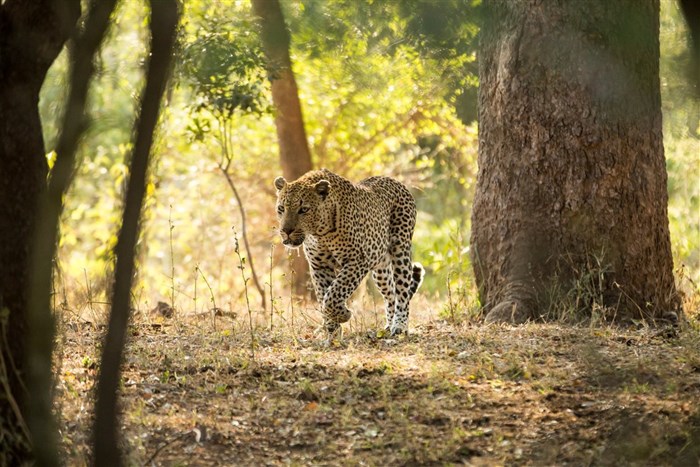 Building the perfect Kruger National Park experience