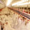 AMIE calls for a comprehensive review of import duties on poultry