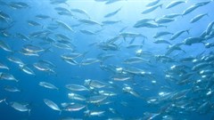 2022 WWF report: Freshwater populations have fallen by 83% in less than a lifetime