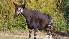 Congolese NGOs decry mining in main refuge of 'Africa's unicorn'