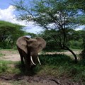 Uganda court hands life sentence to man caught with elephant ivory