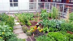 Growing plants on buildings can reduce heat, produce healthy food in African cities