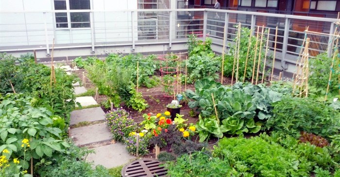 Growing plants on buildings can reduce heat, produce healthy food in African cities