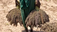 From water conservation to crop selection, how farmers can take action against drought