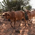 Climate change is already hitting Africa's livestock - here's how to address the risks