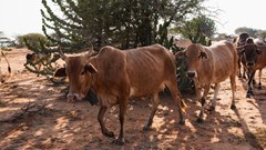 Climate change is already hitting Africa's livestock - here's how to address the risks
