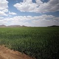Fields of wheat are seen on farmland on the banks of the Orange River near Van der Kloof, South Africa, File. REUTERS/Mike Hutchings