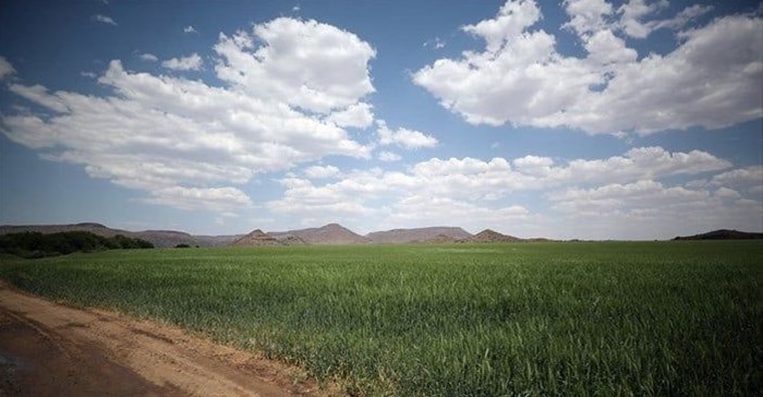 Fields of wheat are seen on farmland on the banks of the Orange River near Van der Kloof, South Africa, File. REUTERS/Mike Hutchings