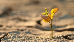 President Ramaphosa appoints Agri SA's Janse Rabie to Presidential Climate Commission