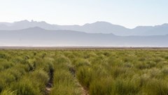 Source: The South African Rooibos Council.