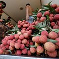 Transparency International seeks probe of Madagascar's lychee market