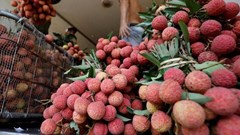 Transparency International seeks probe of Madagascar's lychee market