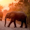 UP-US study maps roaming habits of elephants in Southern Africa to boost conservation efforts