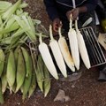 A woman roasts maize cobs on the side of the road in Lawley informal settlement in the south of Johannesburg, South Africa, April 24, 2019. REUTERS/Siphiwe Sibeko