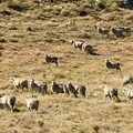 H&M and wool supplier embark on regenerative farming and biodiversity restoration project