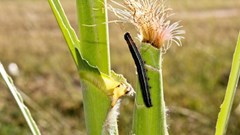 Helping Africa's farmers control climate-induced pests