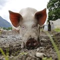 SA pork industry expects growth amidst challenges