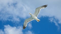 Image source: Engin Akyurt from