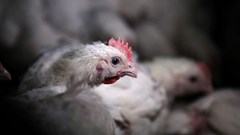 Astral flags profit plunge as power crisis hits poultry production