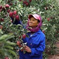 Power cuts leave fruit farmers in despair