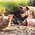 New swine fever outbreak confirmed in Gauteng