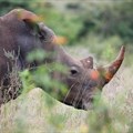 A southern white rhino is seen inside Nairobi National Park in Kenya,15 June 2020. Reuters/Baz Ratner/File Photo