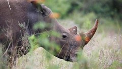 A southern white rhino is seen inside Nairobi National Park in Kenya,15 June 2020. Reuters/Baz Ratner/File Photo