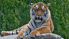 Image source: Jirí Mikoláš from