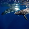 Noise from deep-sea mining may disrupt whale song, study finds