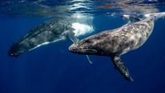 Noise from deep-sea mining may disrupt whale song, study finds