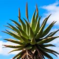 UP-led study finds aloe plant could impede life cycle of malaria-carrying parasite
